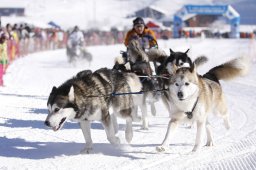 Lenk 2013